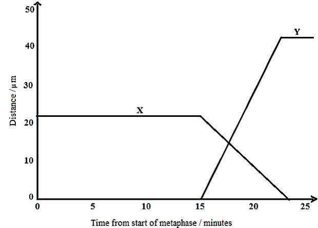 Graph showing distance in micrometers over time from start of metaphase in minutes with two curves X and Y